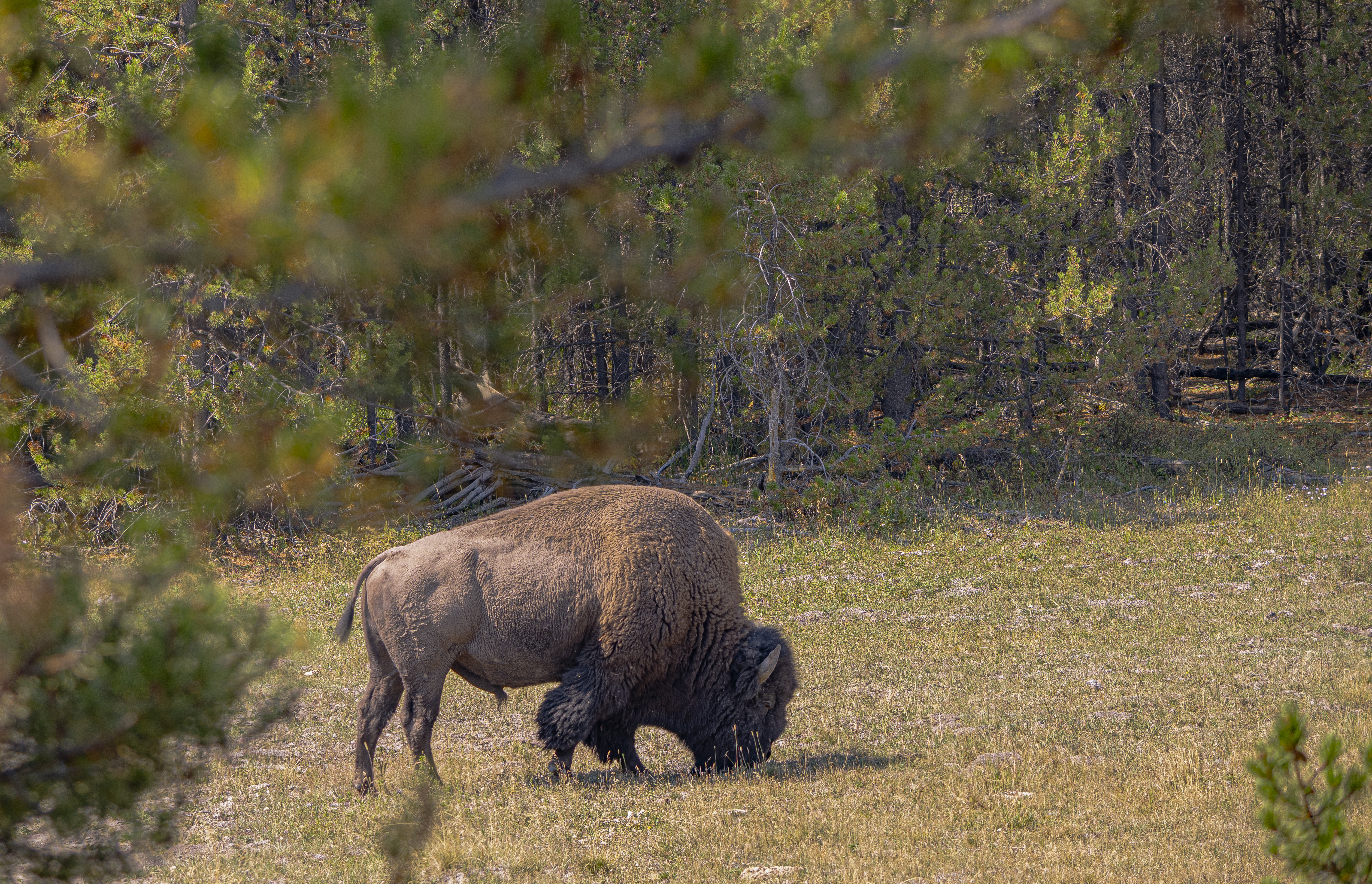 Yellowstone